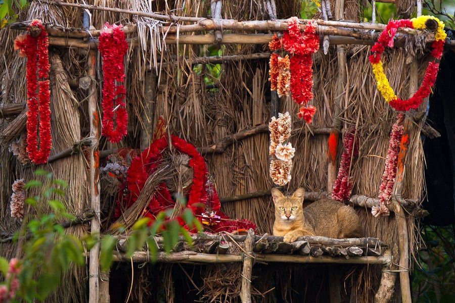 Bonbibi Shrines