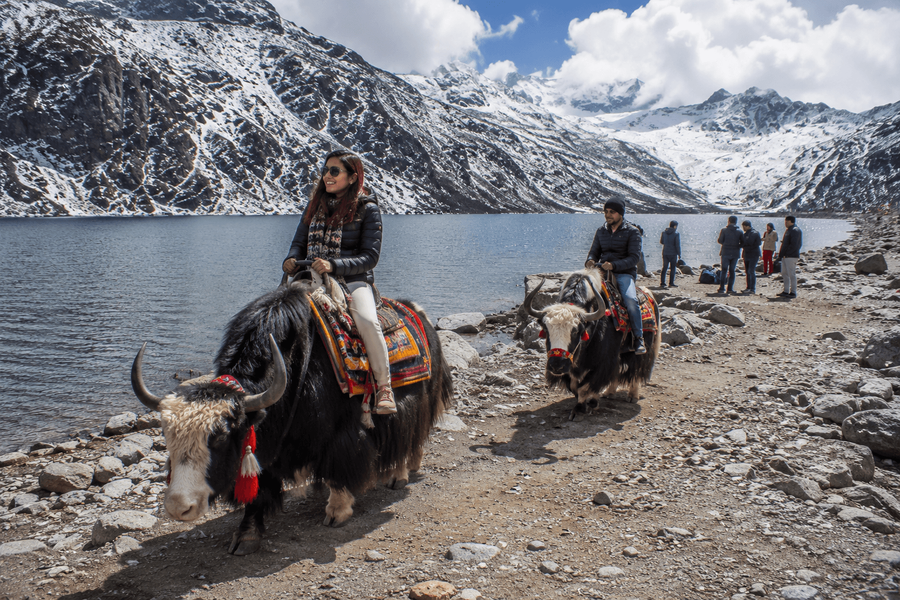 Decorated yak rides