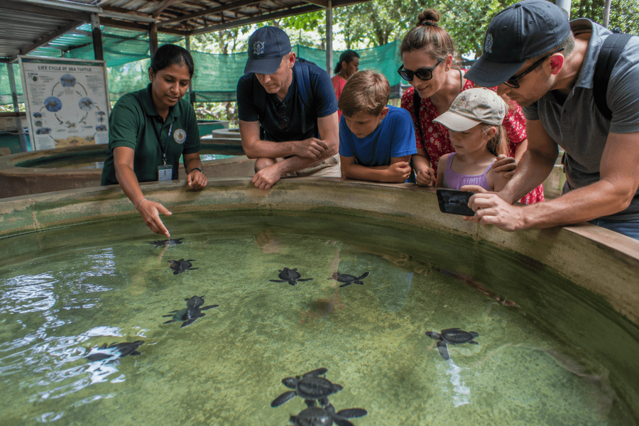 Visiting Kosgoda Turtle Hatchery