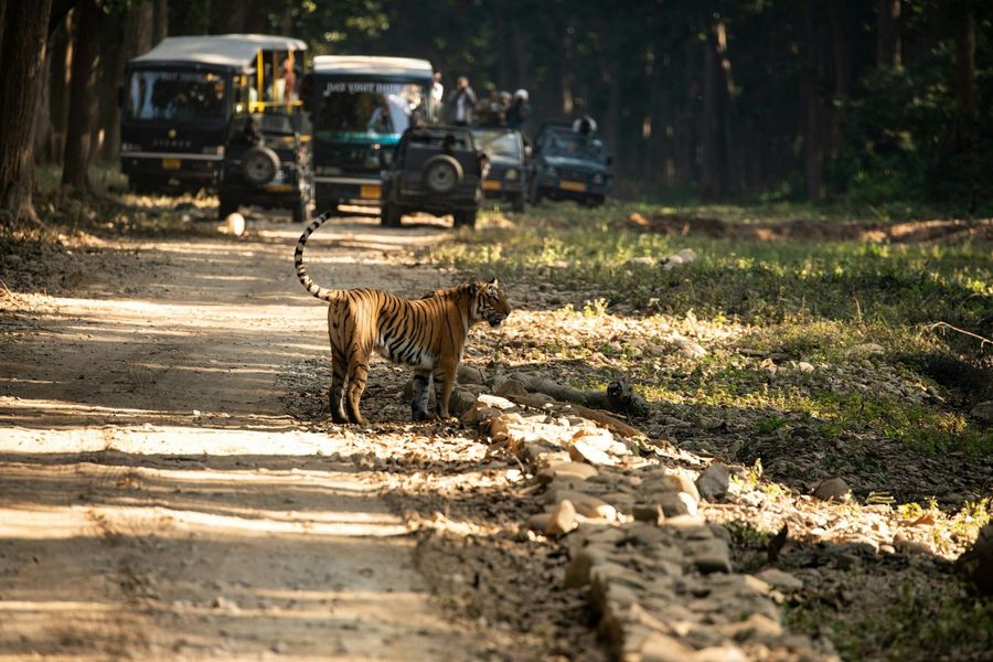 Tiger Sighting in Dhikala