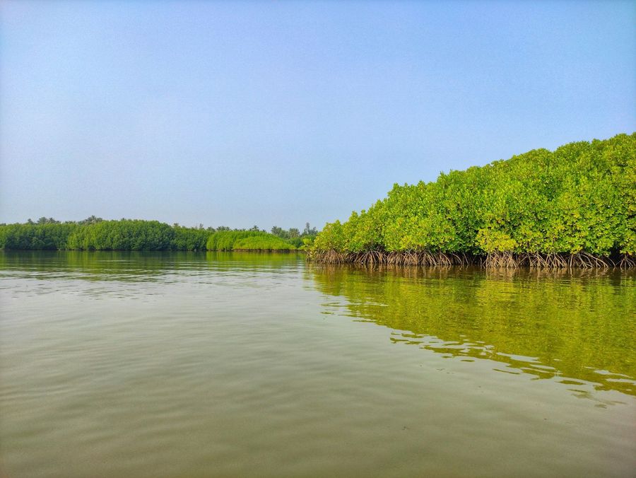 Sundarbans highlight