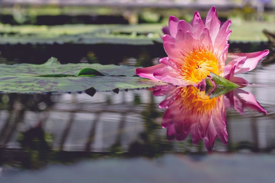 The Most Aesthetic Pink Water Lilies of Kanchinda You Need to See