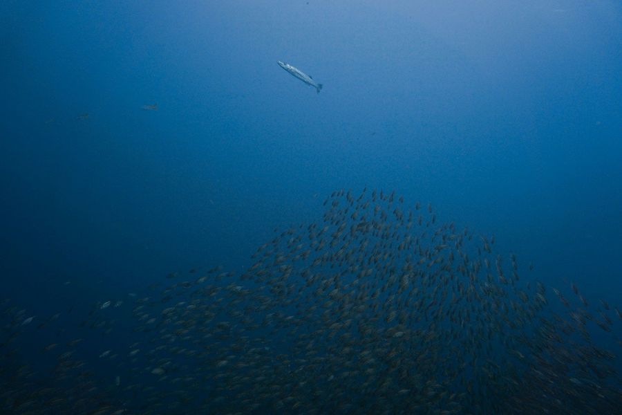 Barracuda City