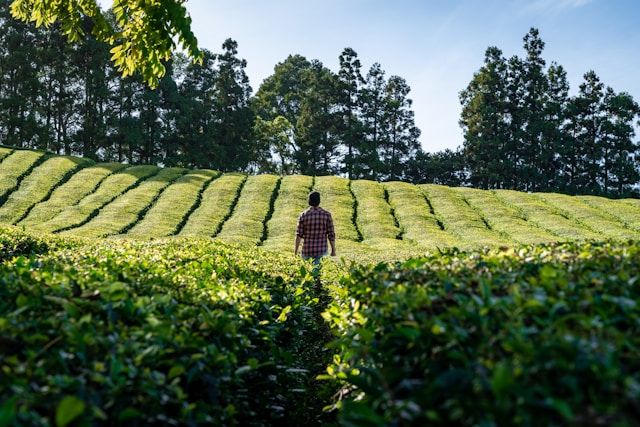 Estate walks and photo stops