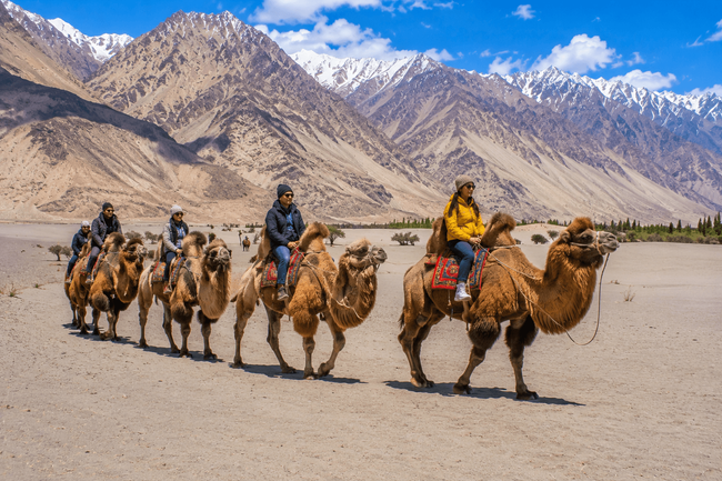 Camel Safari in Nubra Valley