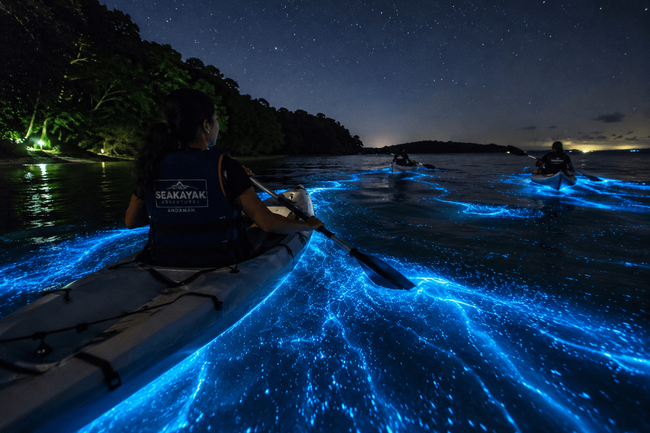 Bioluminescence Kayaking in Andaman