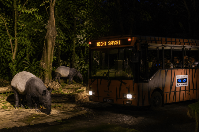 Singapore Night Safari