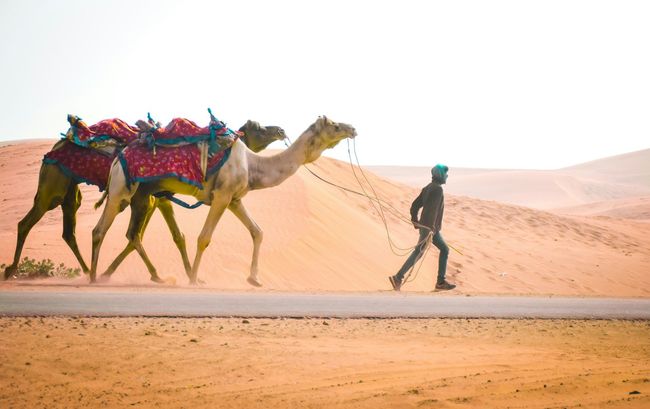 Desert Camel Ride