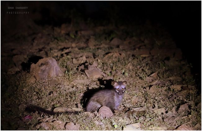 Buffer Zone Night Safari