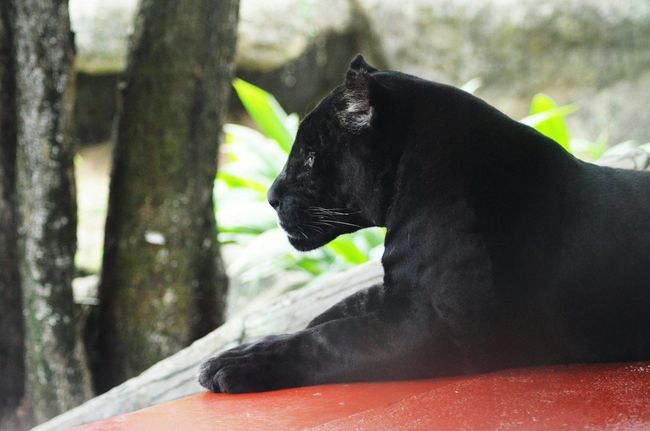 Black Panther Photography