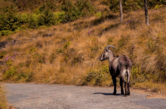 Eravikulam National Park