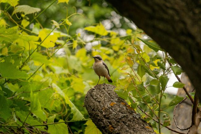 Birdwatching in the Oak Forest