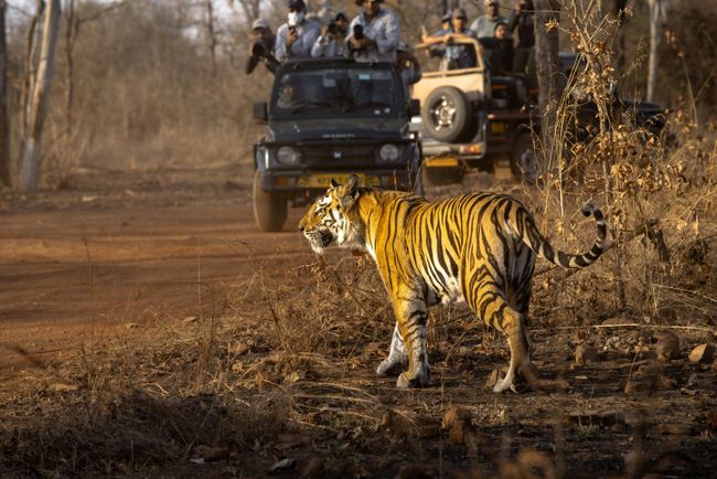 Jeep Safari in Kaziranga