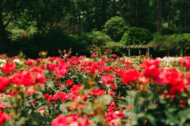Rose Garden Visit