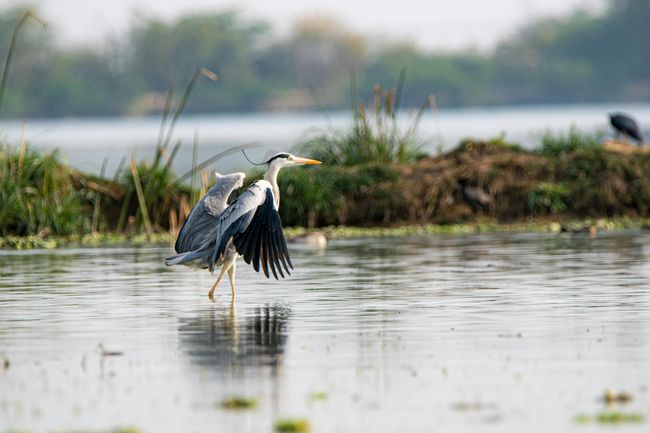 Winter Bird Count Weekend