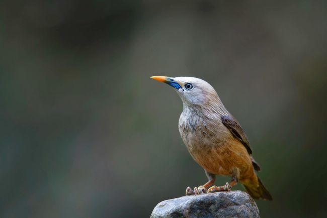 Bird Photography Workshop