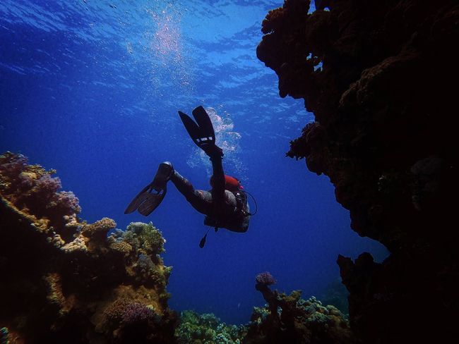 Manta Ray Dive Experience
