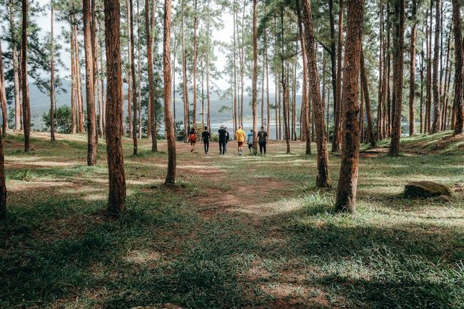 Dodda Sampige Tree Trek