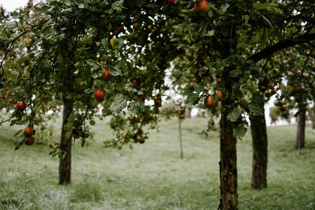 Apple Orchard Walk