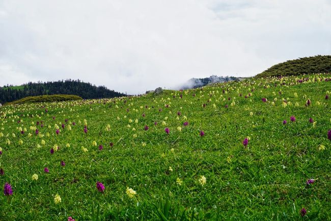 Shaliganga Meadow
