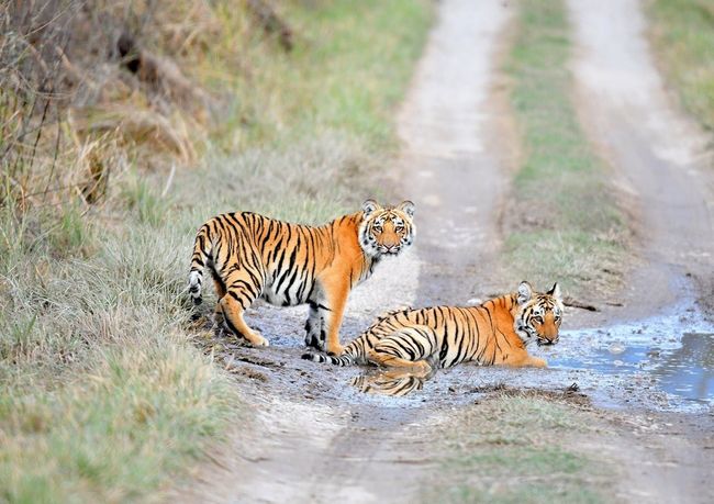 Multi-Zone Tiger Safari Trip
