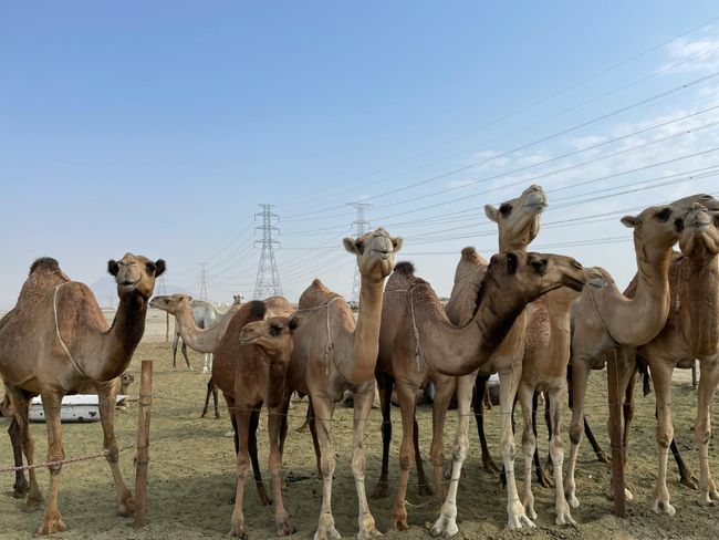 Visit National Research Centre on Camels