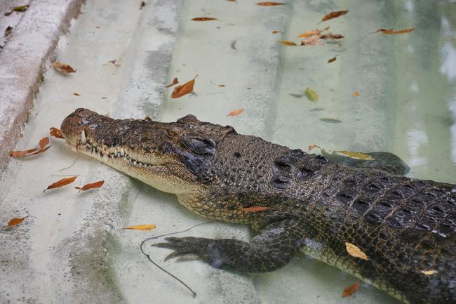Crocodile Research Station