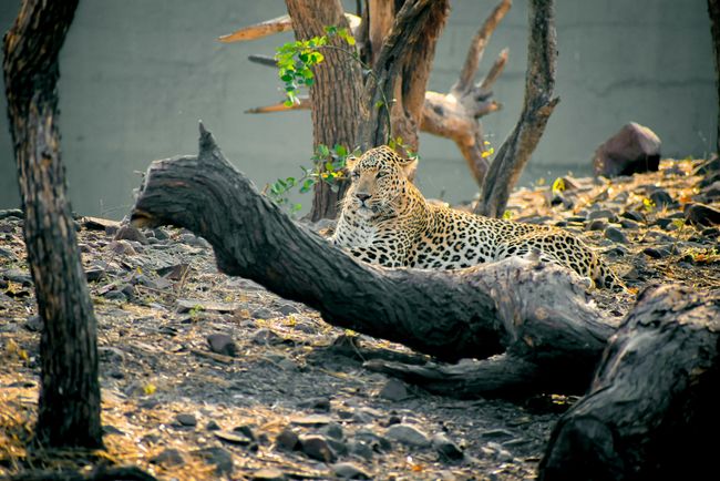 Wildlife Safari at Mount Abu Sanctuary