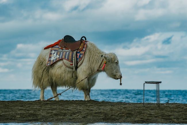 Yak Riding at Fagu Meadow