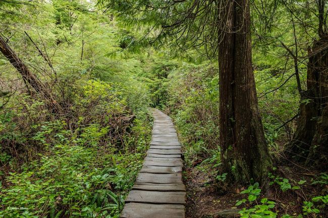 Gilbert Trail Forest Walk