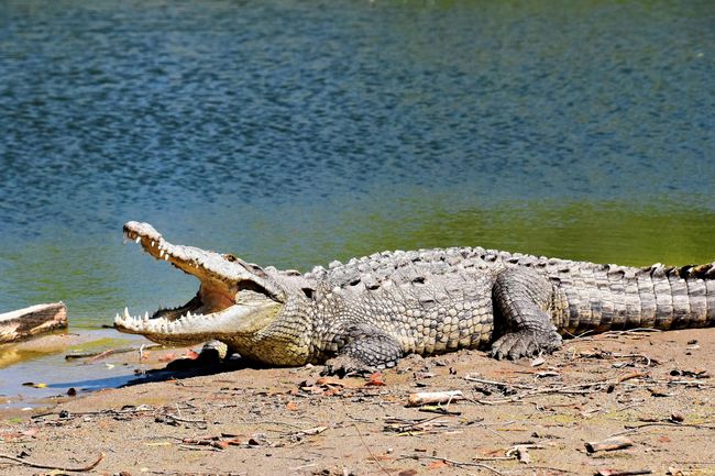 Crocodile Breeding Center