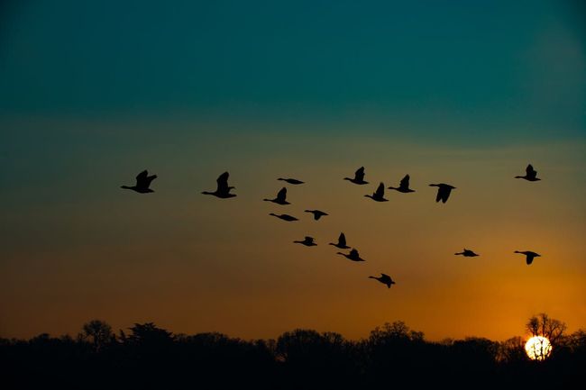 Sunrise Birdwatching with a Naturalist
