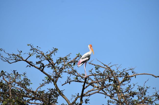 Photography Sitting at Painted Stork Colony