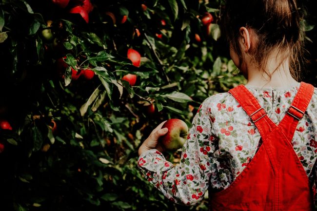 Walk through Apple Orchards