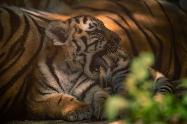 Tiger Reserve Safari