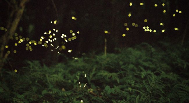 Firefly Watching on the Iwahig River