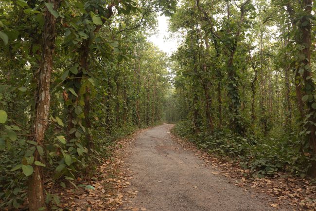 Tikarpada Forest Walk