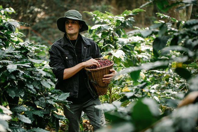 Coffee Plantation Walking Tour