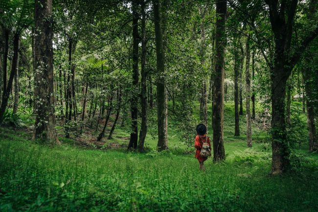 Monsoon Rainforest Walk
