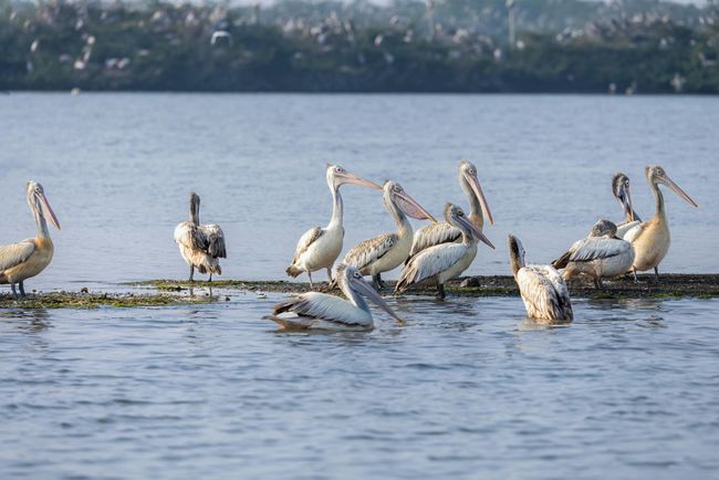 Birdwatching at the Sanctuary