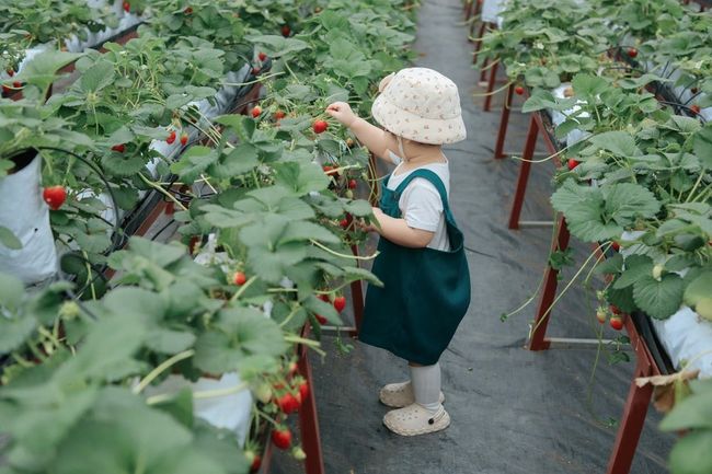 Strawberry Picking at Mapro Garden