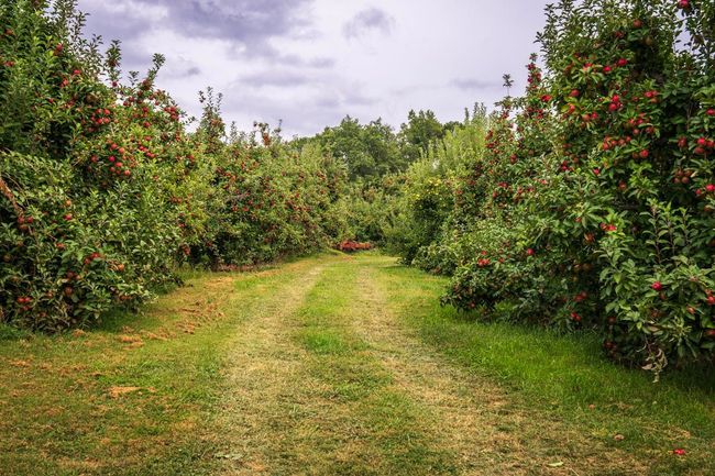 Apple Orchard Tour