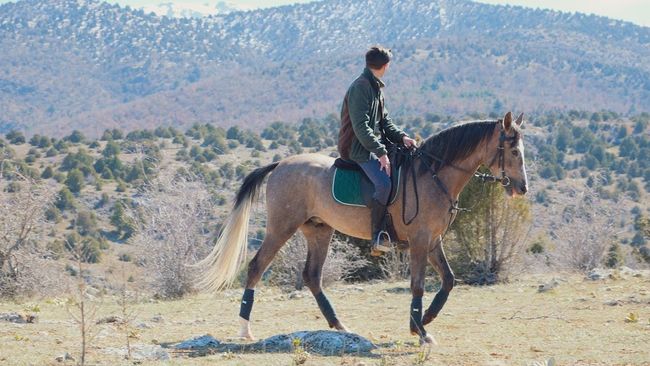 Horse Safari in Aravalli Hills