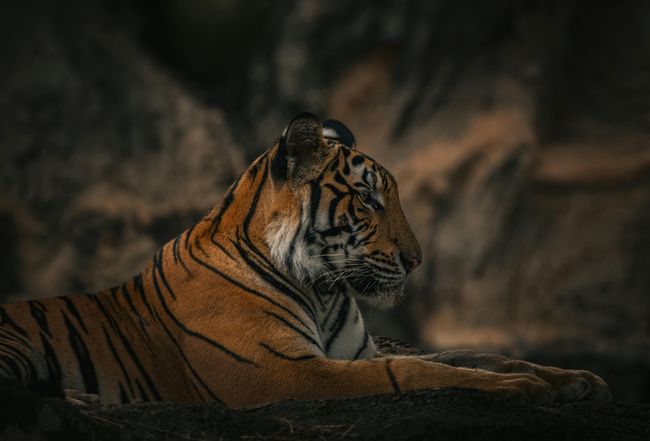 Night Safari in Buffer Zone