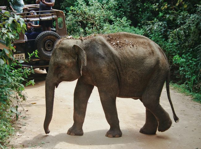 Jeep Safari in Rajaji National Park