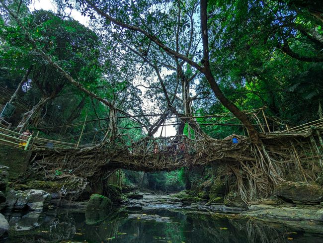 Double Decker Root Bridge Trek