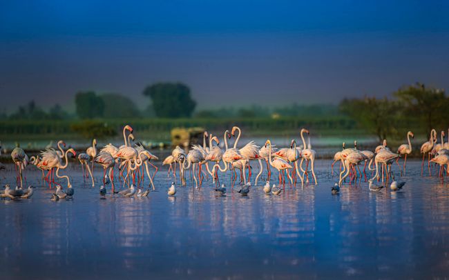 Keoladeo National Park