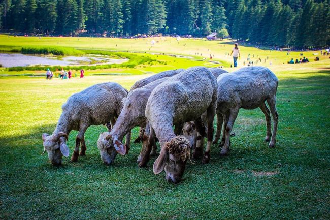 Khajjiar Meadow