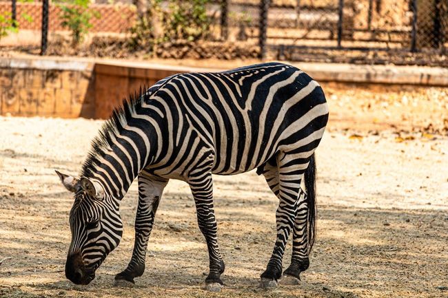 Jungle Safari at Sardar Patel Zoological Park