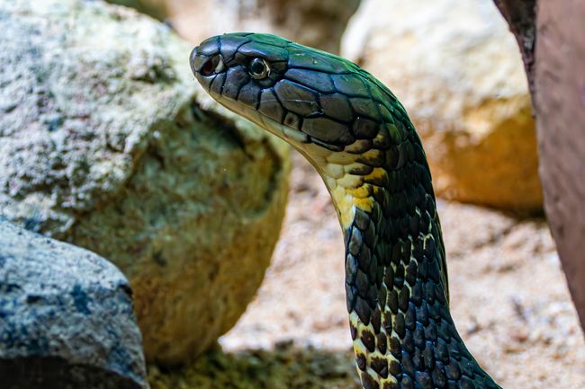 King Cobra Tracking